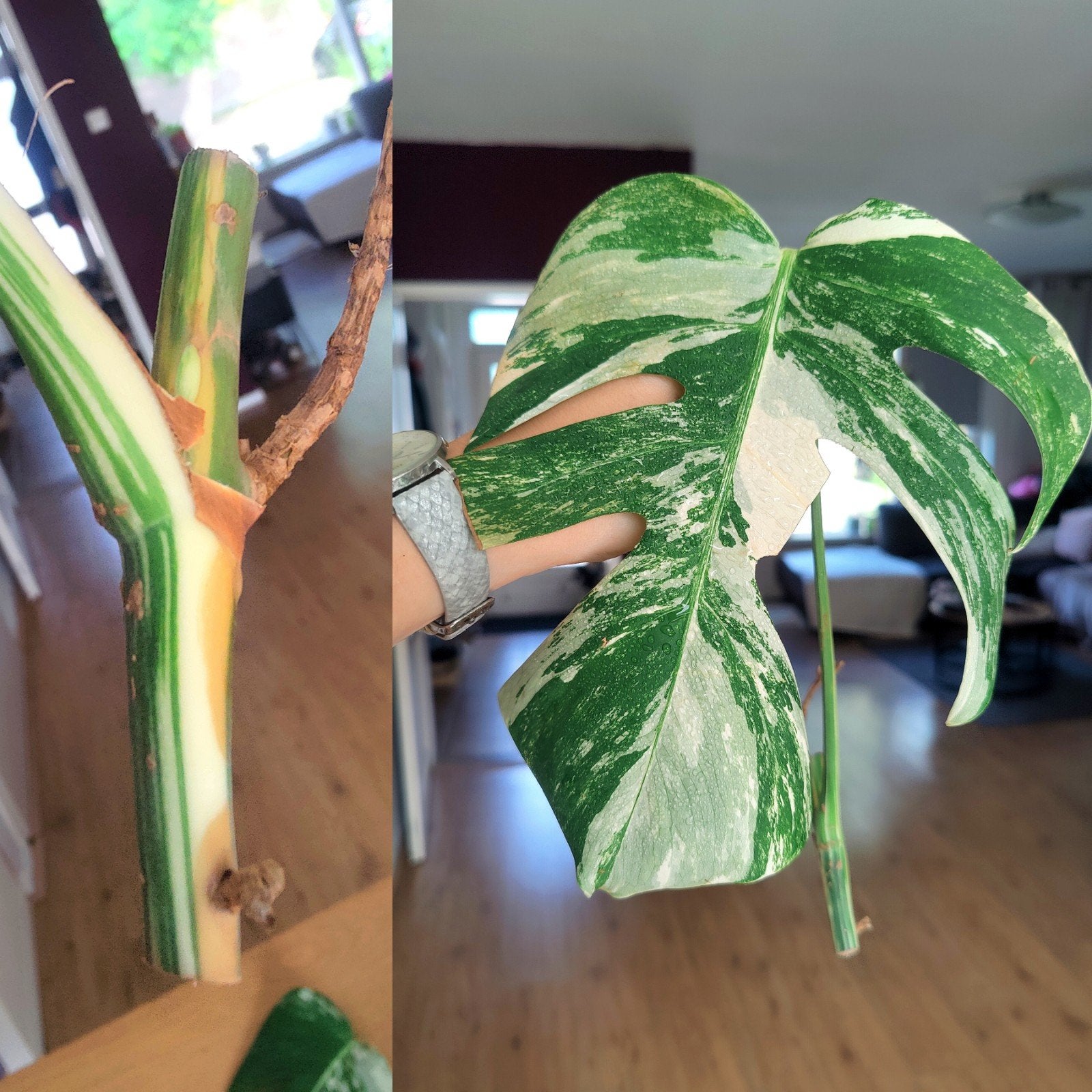 Monstera variegata stek, Ophalen, Halfschaduw, Minder dan 100 cm