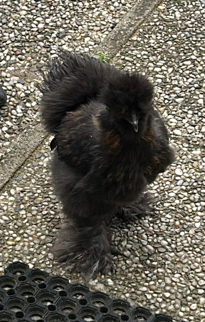 Een jonge mooie lief tam zijdehoentje, Mannelijk, Kip