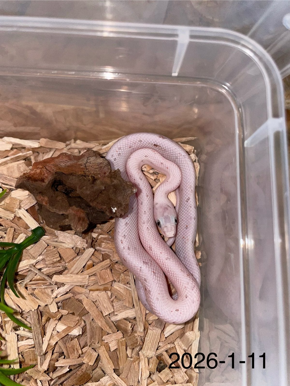 Jonge Rattenslangen div morphs Rat Snake photo 11