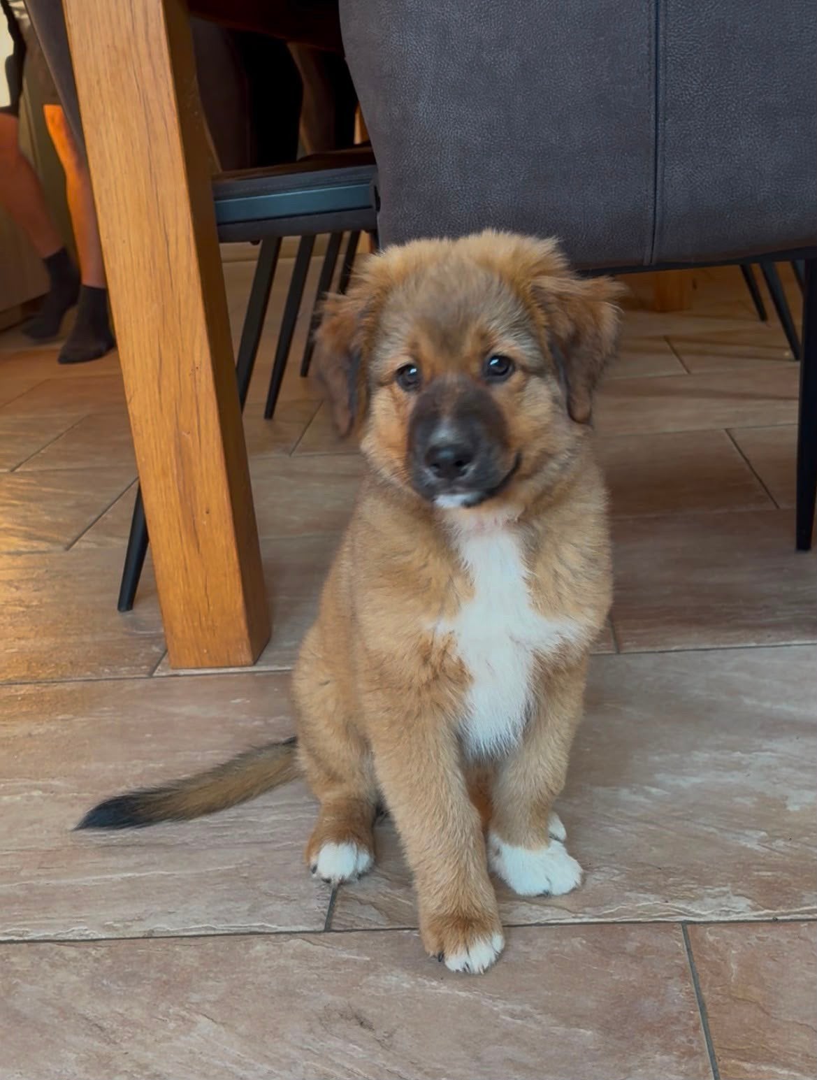 Toller (nova scotia duck tolling retriever  x aussie pup, Parvo, 8 tot 15 weken, Meerdere, Nederland