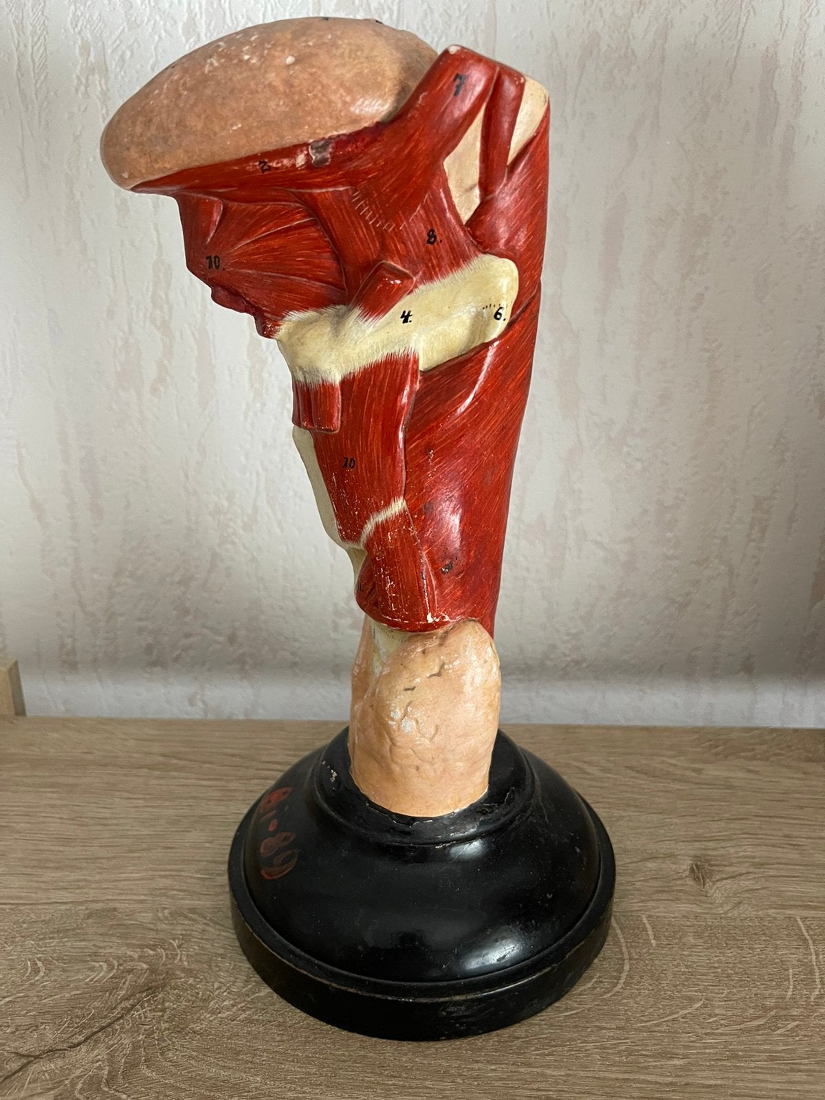 Anatomisch model van de tong, keelholte en strottenhoofd, Antiek en Kunst, Ophalen of Verzenden