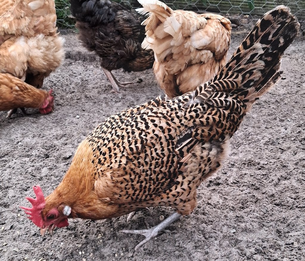 Prachtige sierkipjes, Dieren en Toebehoren, Vrouwelijk, Kip