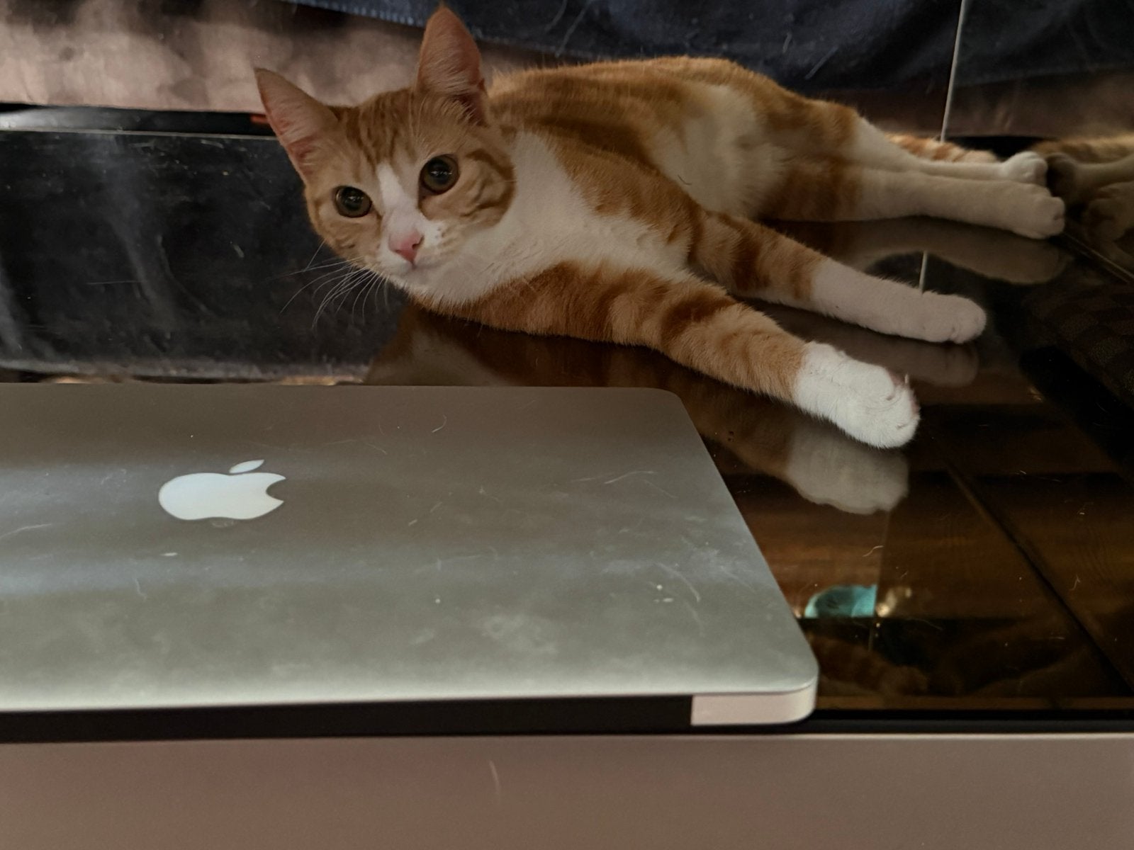 Poes 7 maanden oud zoekt goed thuis, 0 tot 2 jaar