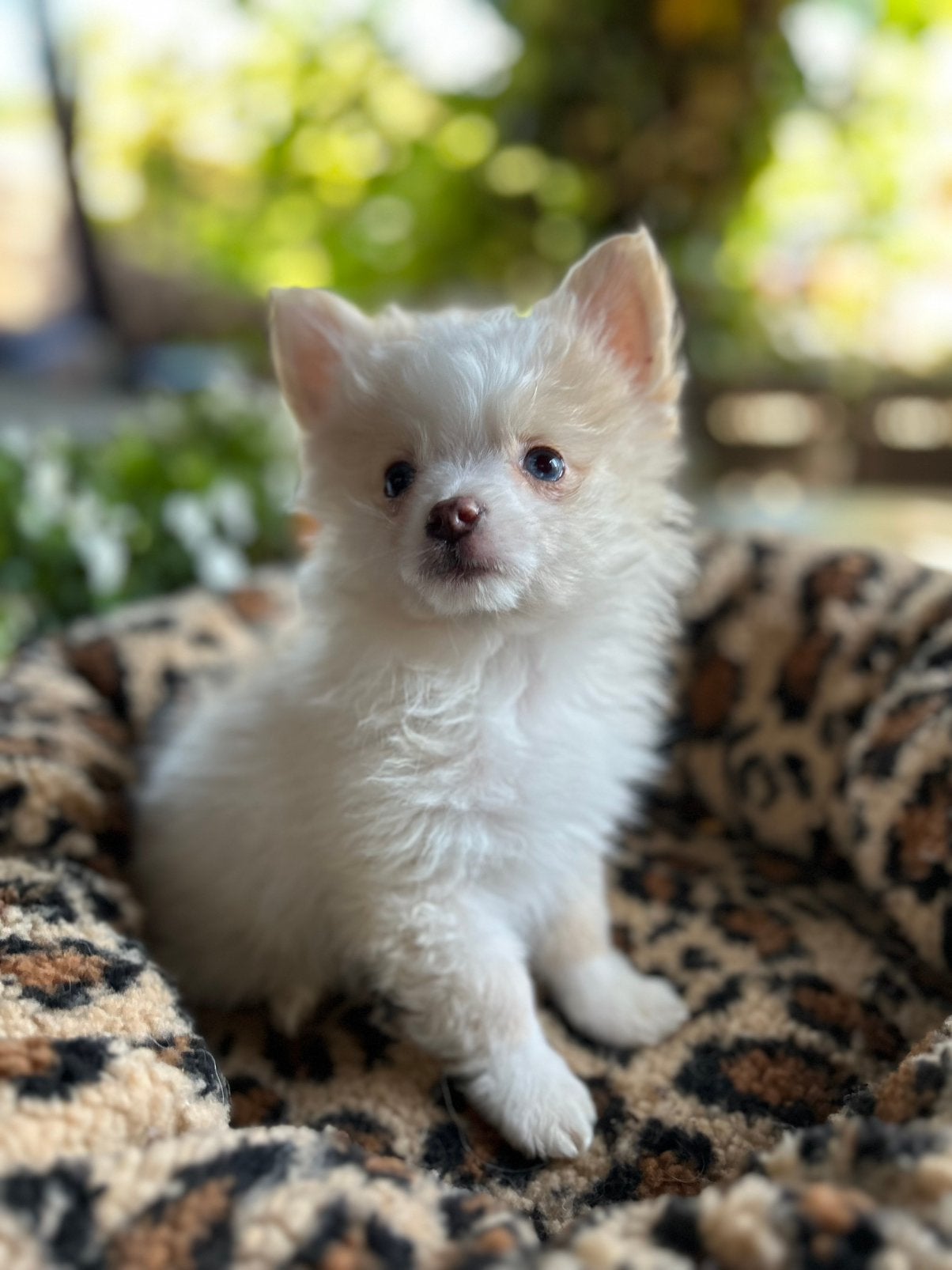 Pomchi puppy reutje 💙🐾  pup pomeriaan x chihauhau, Reu, 8 tot 15 weken, Parvo, Eén hond