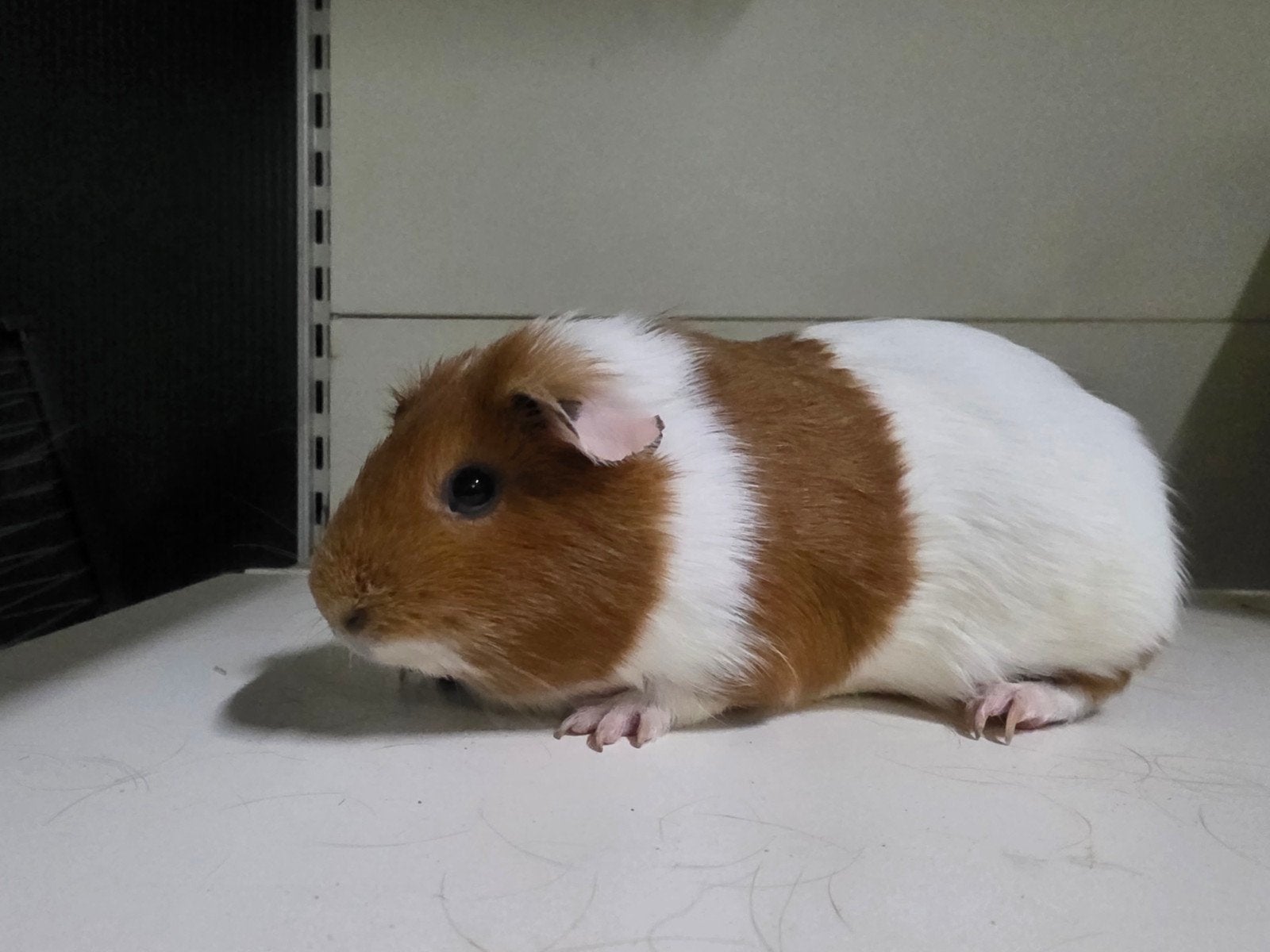 Cavia zeugen, Dieren en Toebehoren, Cavia, April, Vrouwelijk, Tam
