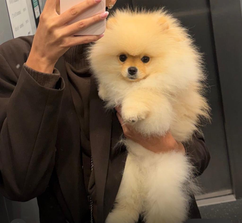 Hond, Particulier, 15 weken tot 1 jaar, Buitenland, Parvo