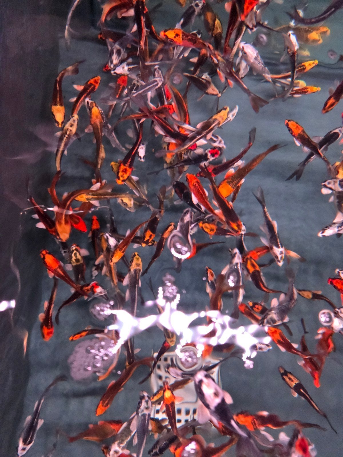 Import koi Kikokuryu - Metallic koi - Ghost koi - Koidreams, Karper of Koi