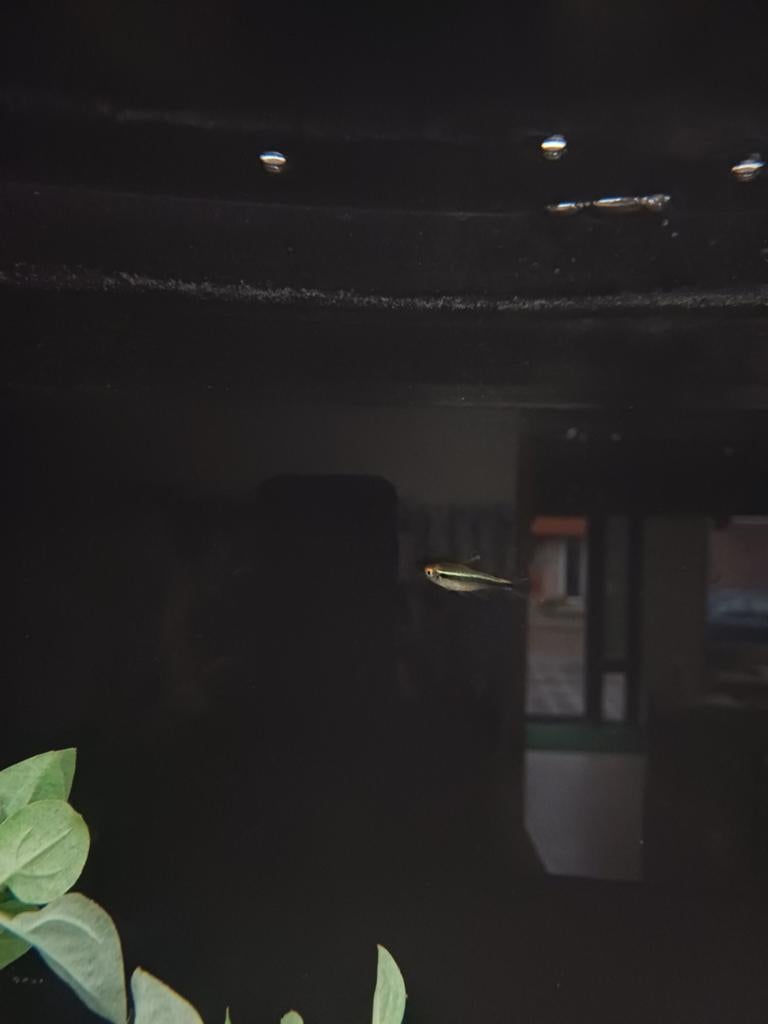 Zwarte neon tetra, Vis