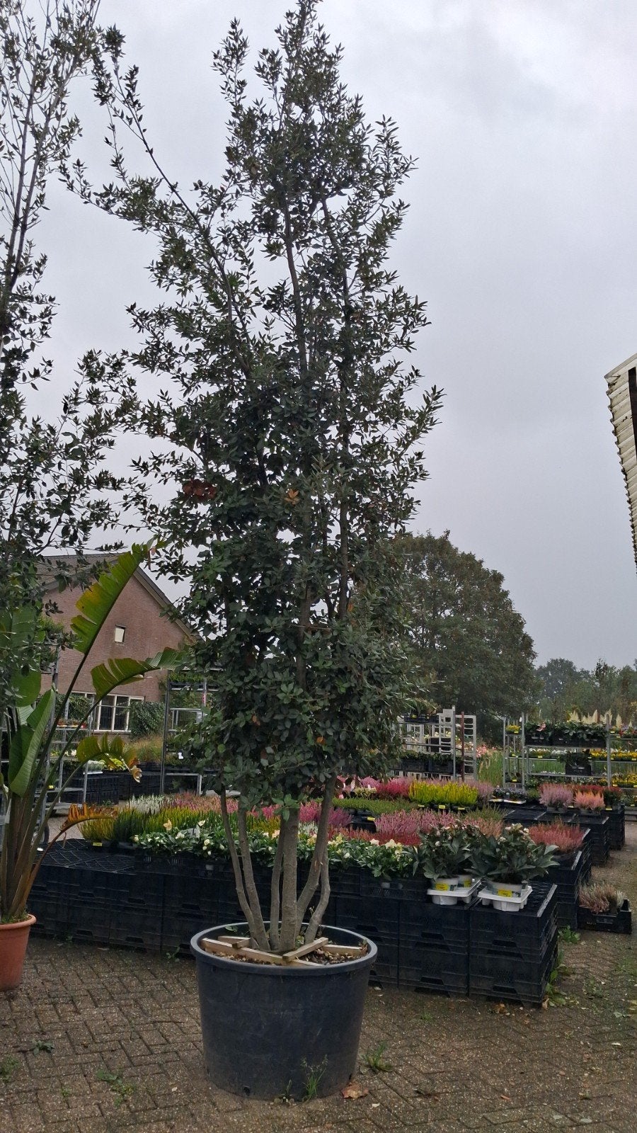 meerstammige Quercus ilex, steeneik bladhoudende boom, Bloeit niet, 400 cm of meer, Volle zon, In pot