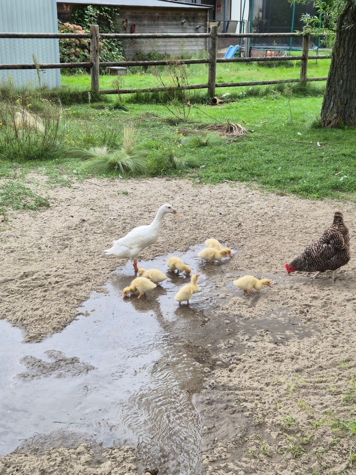 Loopeendjes, Dieren en Toebehoren, Kip