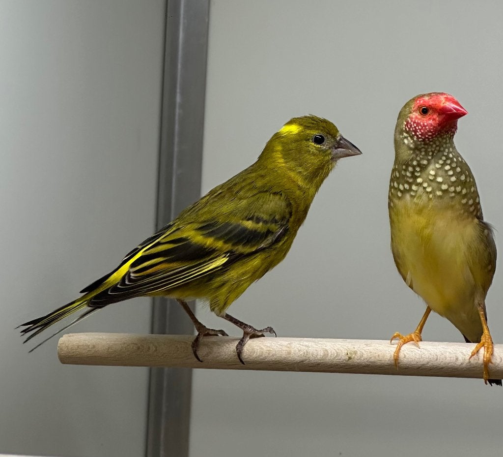 Kanarie x sijs kruising, Dieren en Toebehoren, Vogels | Overige Vogels, Mannelijk