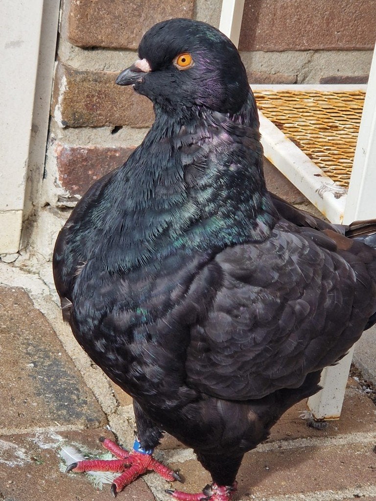 kingduiven, Dieren en Toebehoren, Meerdere dieren