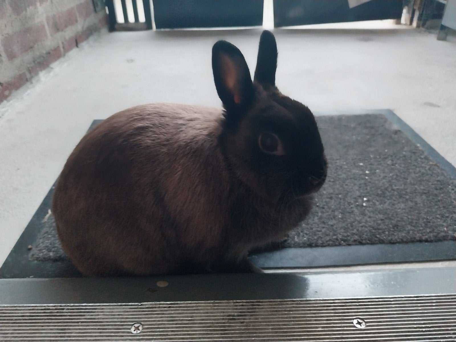 Konijn man, Dieren en Toebehoren, Mannelijk, 3 tot 5 jaar