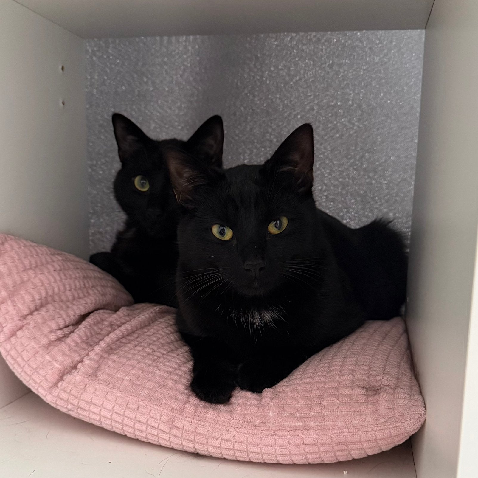 Two male black kittens, Dieren en Toebehoren, 0 tot 2 jaar