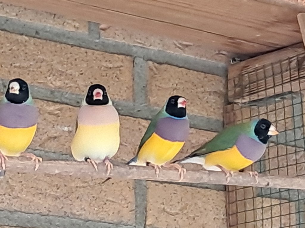 Gouldamadines, Mannelijk, Tropenvogel, Geringd