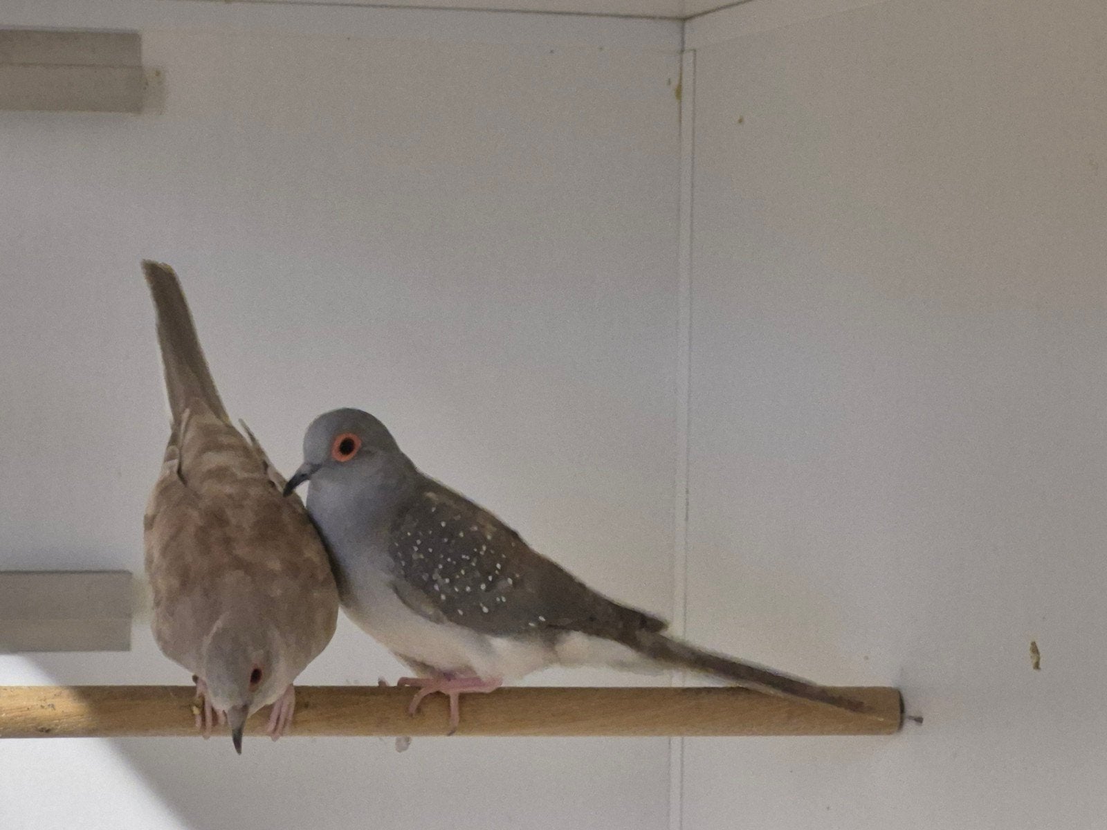 Diamantduiven gezoomd, Dieren en Toebehoren, Meerdere dieren