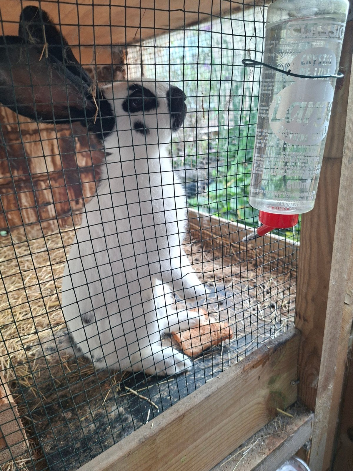 mooie Lotharingers, Dieren en Toebehoren, Konijnen, Vrouwelijk, Groot, 0 tot 2 jaar