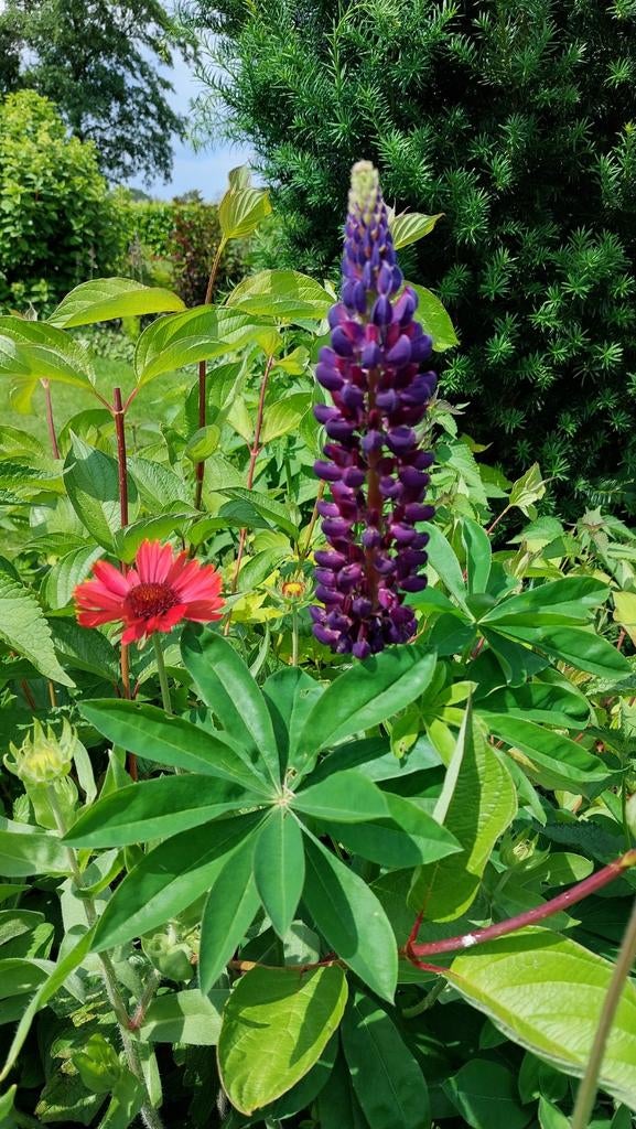 Lupine paars en roze-rood, hertshooi hypericum Rheingold, Tuin en Terras, Planten | Tuinplanten, Ophalen, Vaste plant, Overige soorten