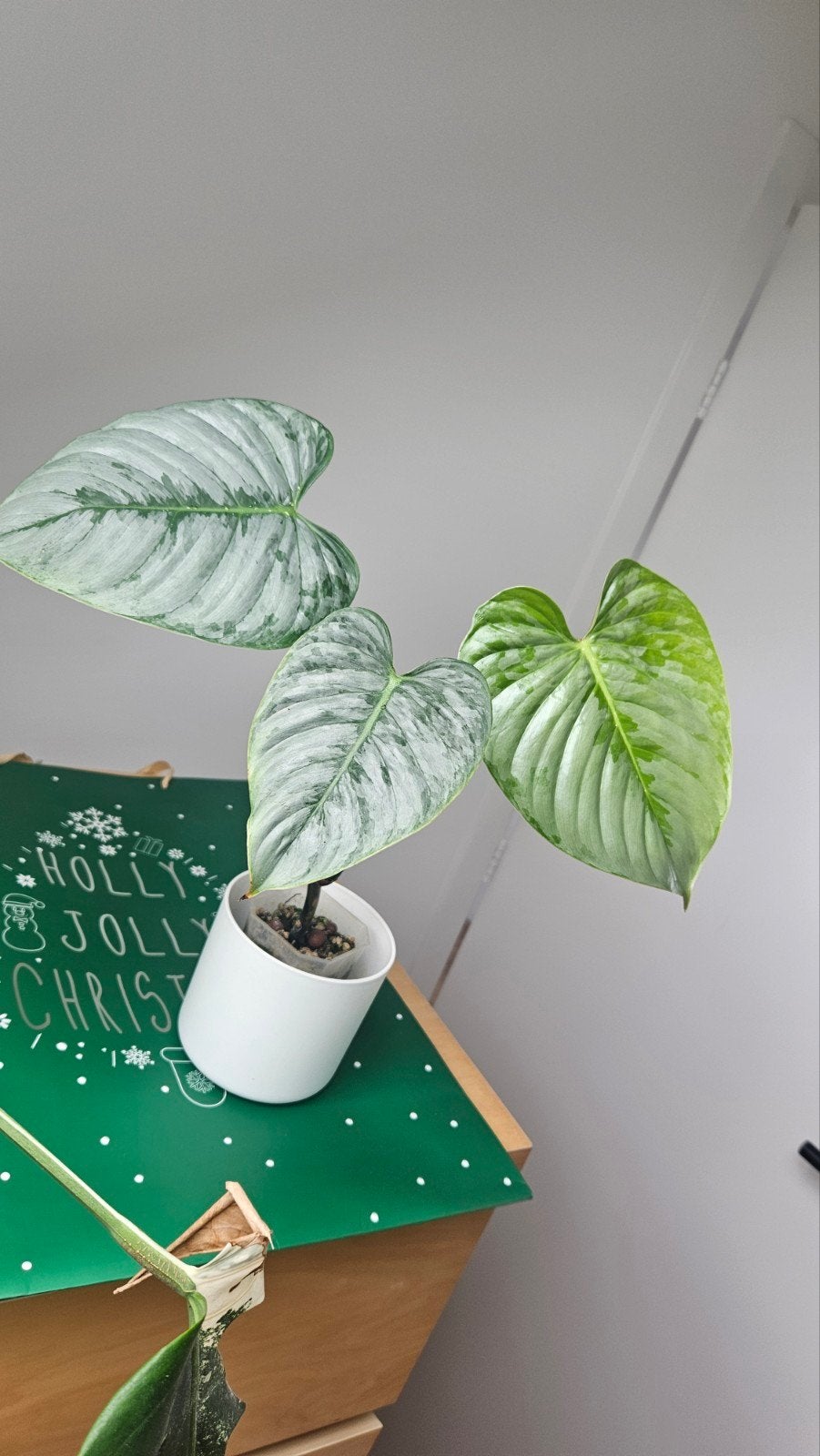Philodendron sodiroi, Huis en Inrichting, Kamerplanten, Ophalen, Halfschaduw, Minder dan 100 cm