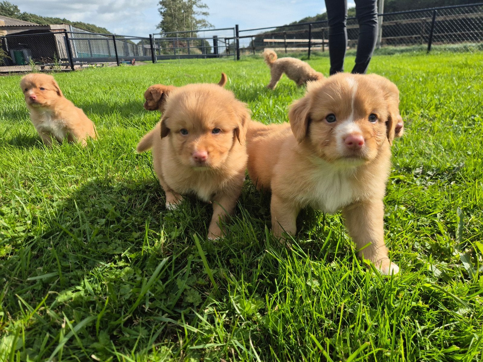 Gesocialiseerde Nova Scotia Duck Tolling (Toller) retriever, Overige rassen, 8 tot 15 weken, Meerdere, Meerdere dieren