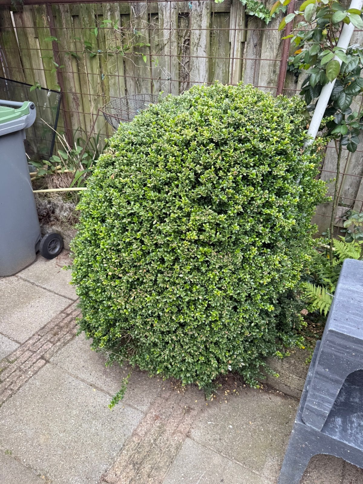 Mooiebuxus ( japanse hulst (Ilex crenata), Tuin en Terras, Ophalen, Bloeit niet, Overige soorten, Halfschaduw