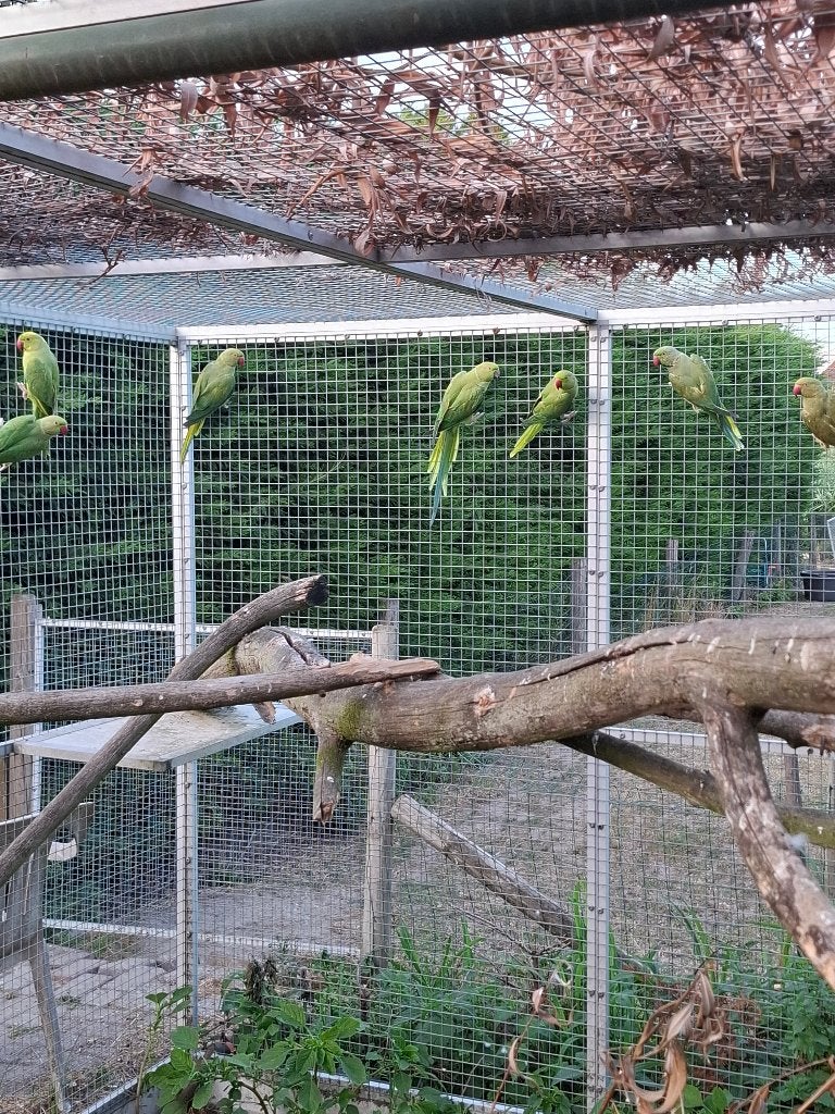 Halsbandparkieten groen, Dieren en Toebehoren, Meerdere dieren, Parkiet