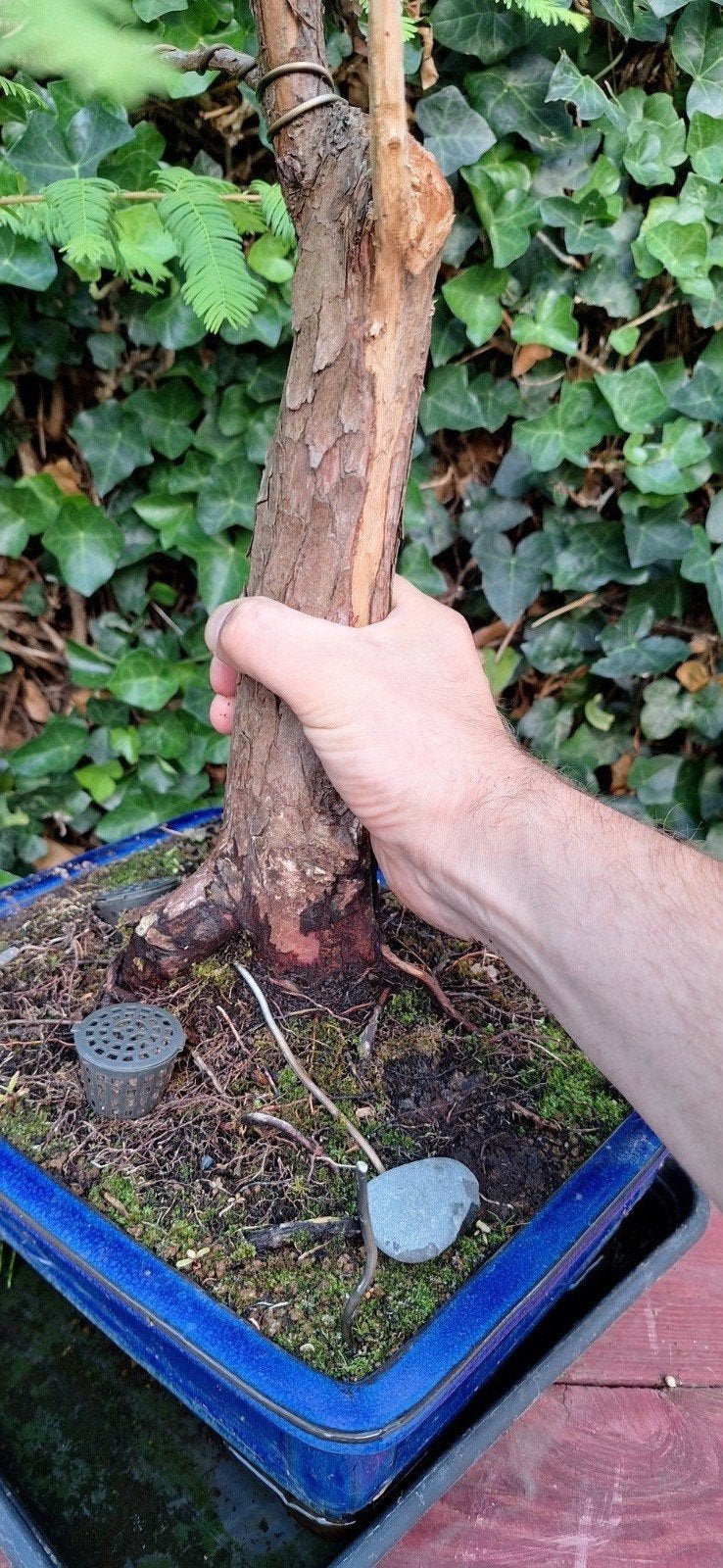 Metasequoia Bonsai 75cm  (Chin. Watercipres) met Jin, Tuin en Terras, Ophalen of Verzenden, Bloeit niet, Overige soorten, Halfschaduw