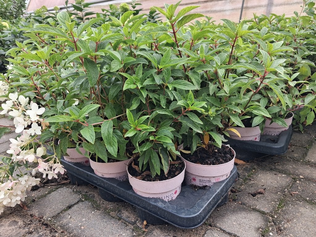 Hydrangea Groundbreaker Blush (Bodembedekker!) NIEUW!, Tuin en Terras, Bodembedekkers, Volle zon, Vaste plant, Ophalen of Verzenden