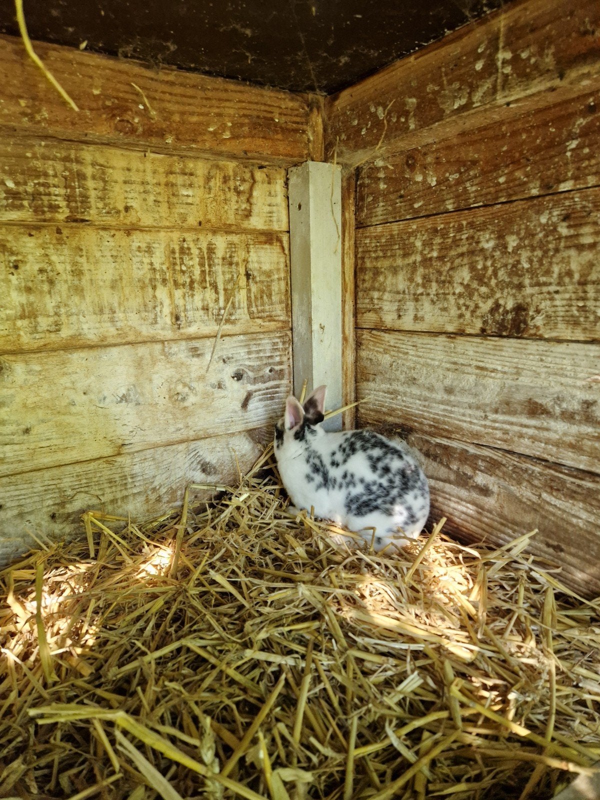 Te koop dalmatiner rex konijnen, Dieren en Toebehoren, Meerdere dieren, Middelgroot, 0 tot 2 jaar