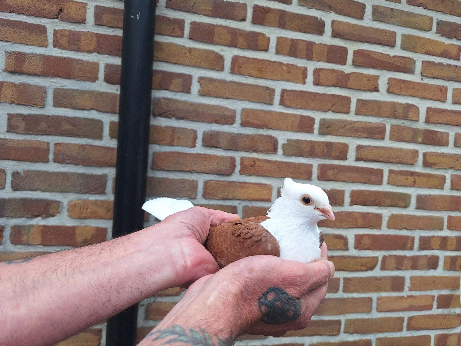 6 bruin witte boeren meeuwtjes, Meerdere dieren, Overige soorten