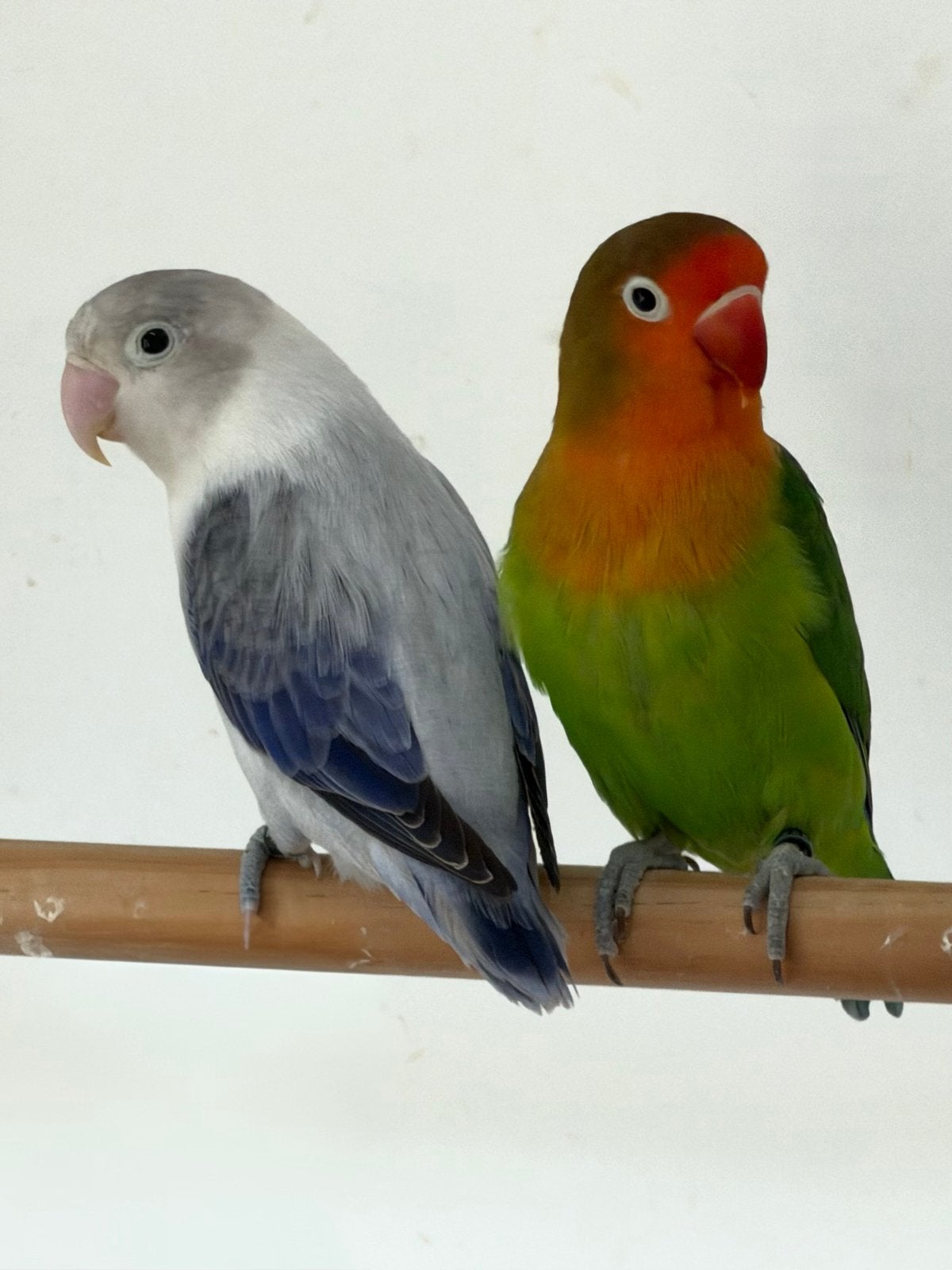 Agapornis Fischeri met DNA certificaat, Dieren en Toebehoren, Meerdere dieren, Dwergpapegaai of Agapornis