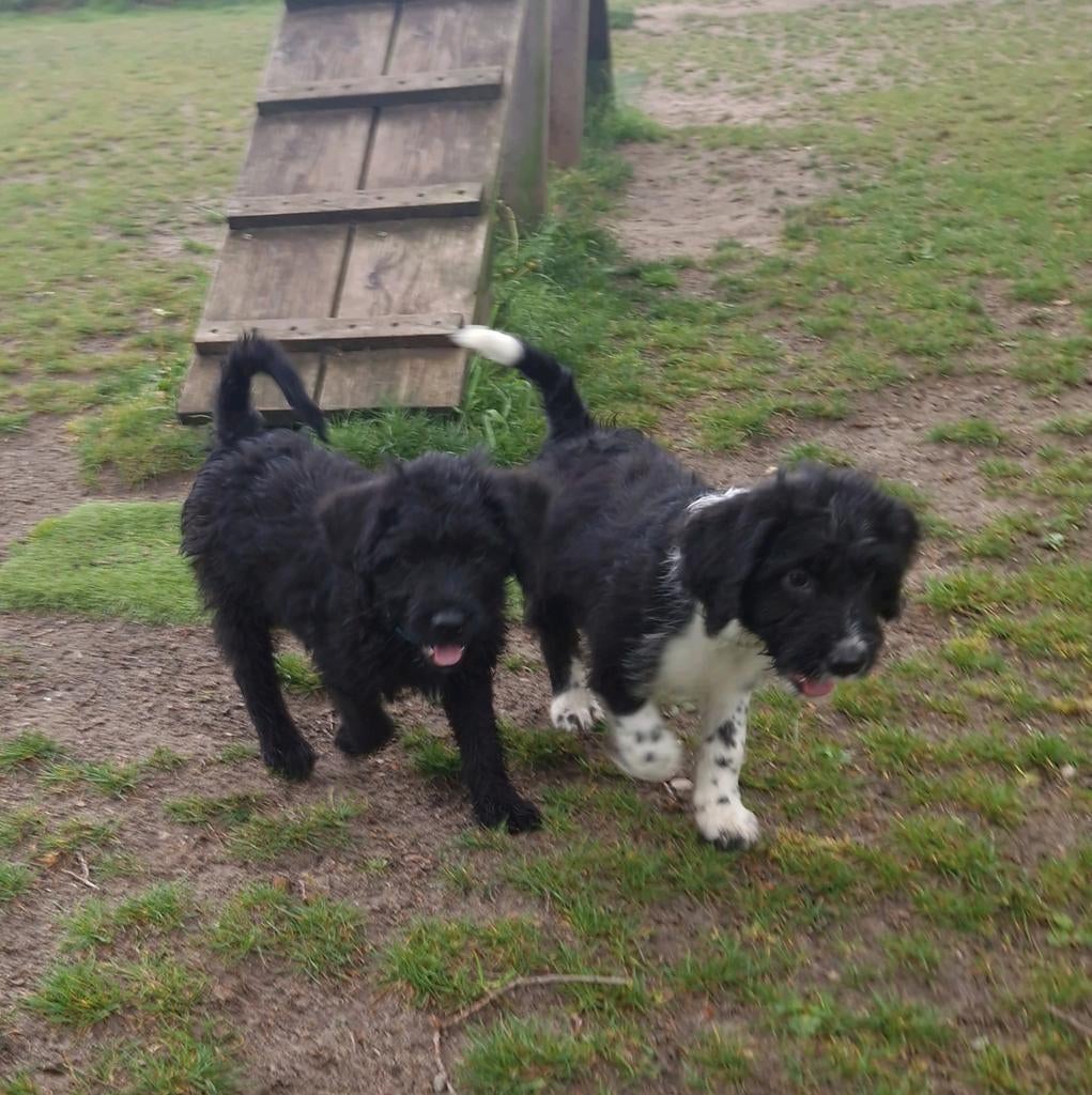 Medium Doodle pups nog 4 reutjes beschikbaar, Dieren en Toebehoren, Honden | Niet-rashonden, Middel, Meerdere dieren, Particulier