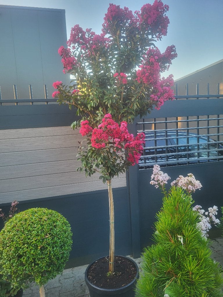 Lagerstroemia indica "Double Dynamite", Tuin en Terras, Planten | Bomen, Ophalen of Verzenden, 100 tot 250 cm, Zomer, Volle zon