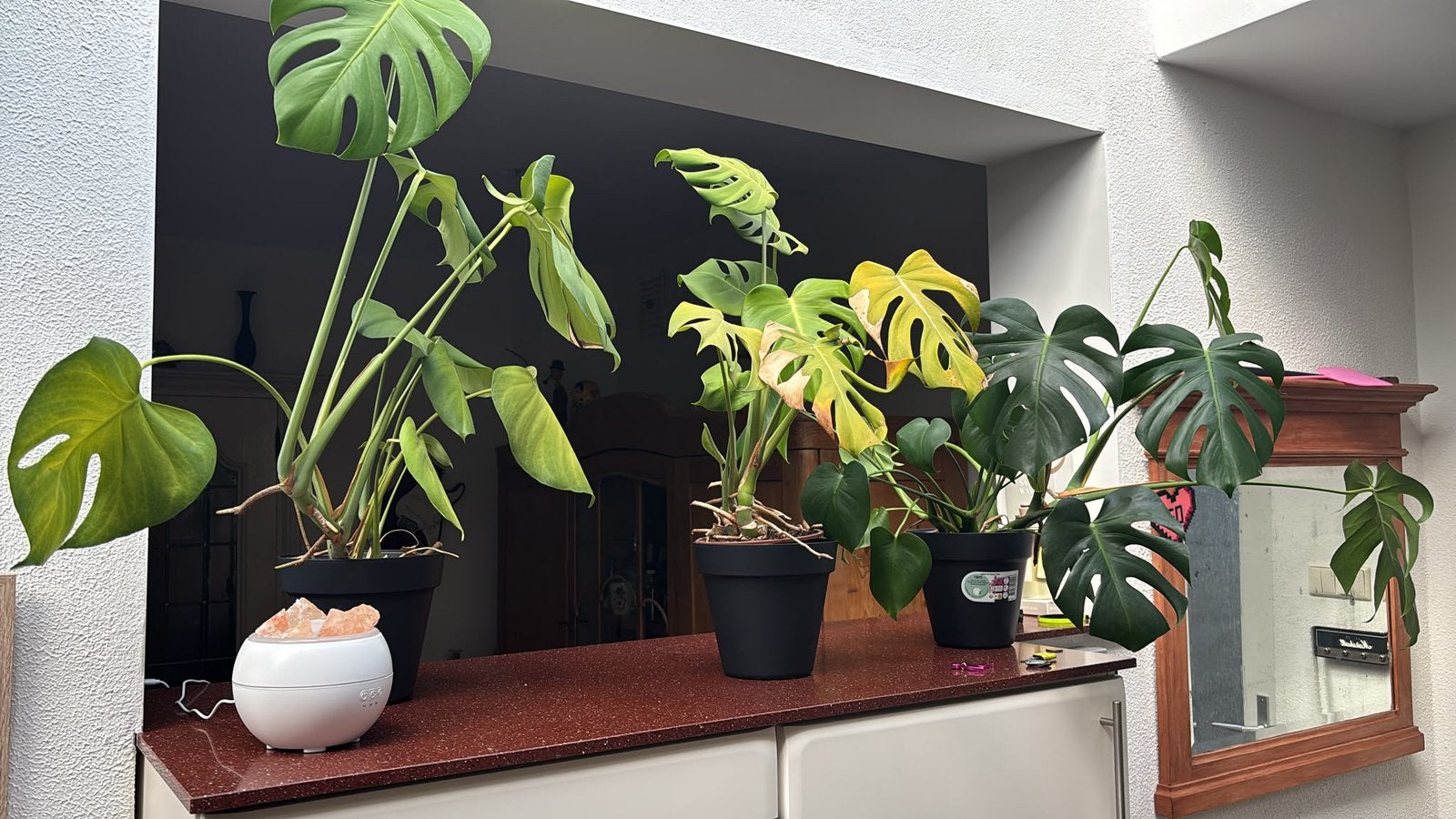 Diversen Kamerplanten - Monstera/Sanseveria/Graslelie etc, Ophalen, Halfschaduw, Minder dan 100 cm