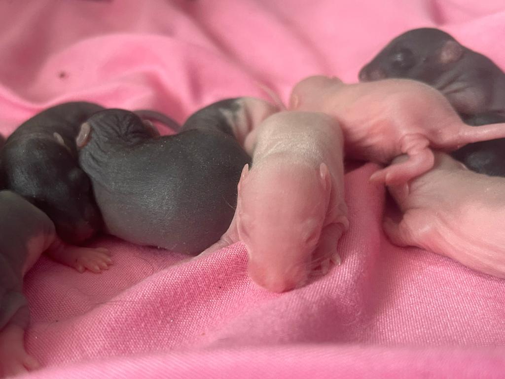 Ritens, Dieren en Toebehoren, Knaagdieren, Geslacht onbekend, Rat, Mei, Tam