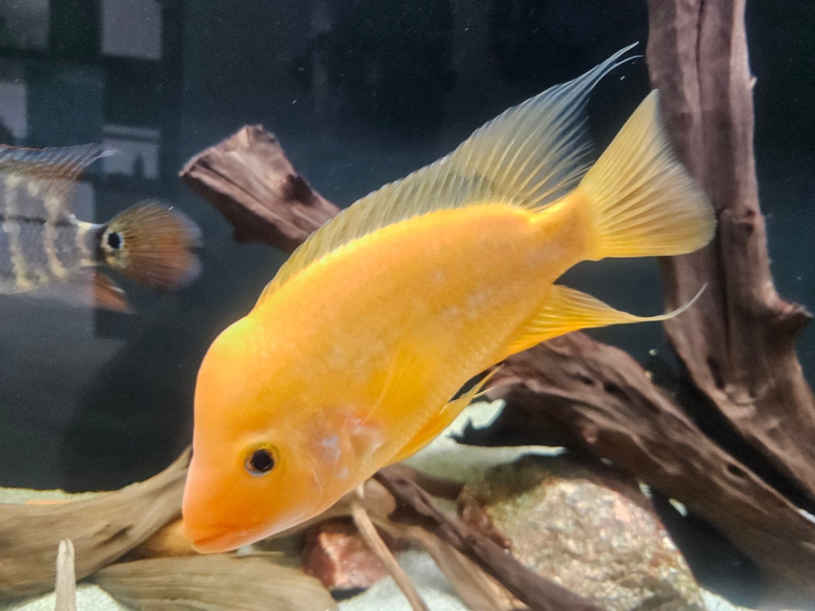 Amphilophus Cittrinellus  (Midas Cichlide), Vis