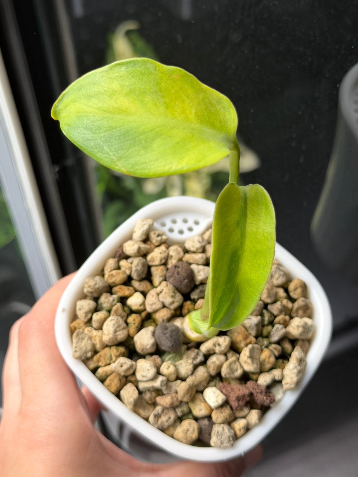 Unieke Monstera NoiD soort, Groene kamerplant, Ophalen of Verzenden, Halfschaduw, Minder dan 100 cm