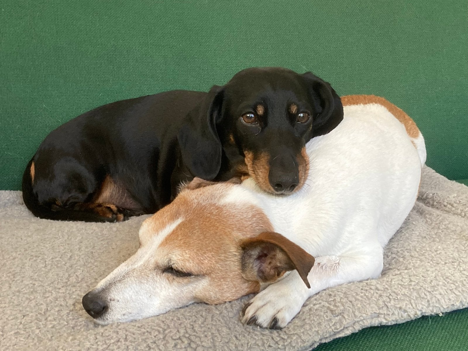 Logeeradres gezocht voor onze twee honden, 22/7 tot 9/8