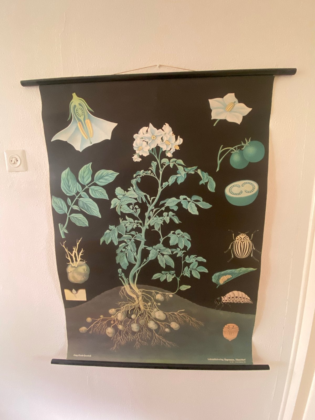 Vintage schoolplaat aardappelplant - Hagemann 1974, Antiek en Kunst, Ophalen of Verzenden, Natuur en Biologie