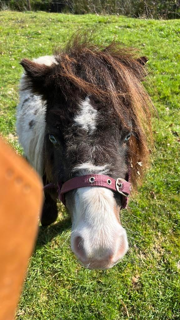 Makke zwart/ bruin bonte hengst! Bont fokken!!, Merrie, M, Gechipt, A pony (tot 1.17m)