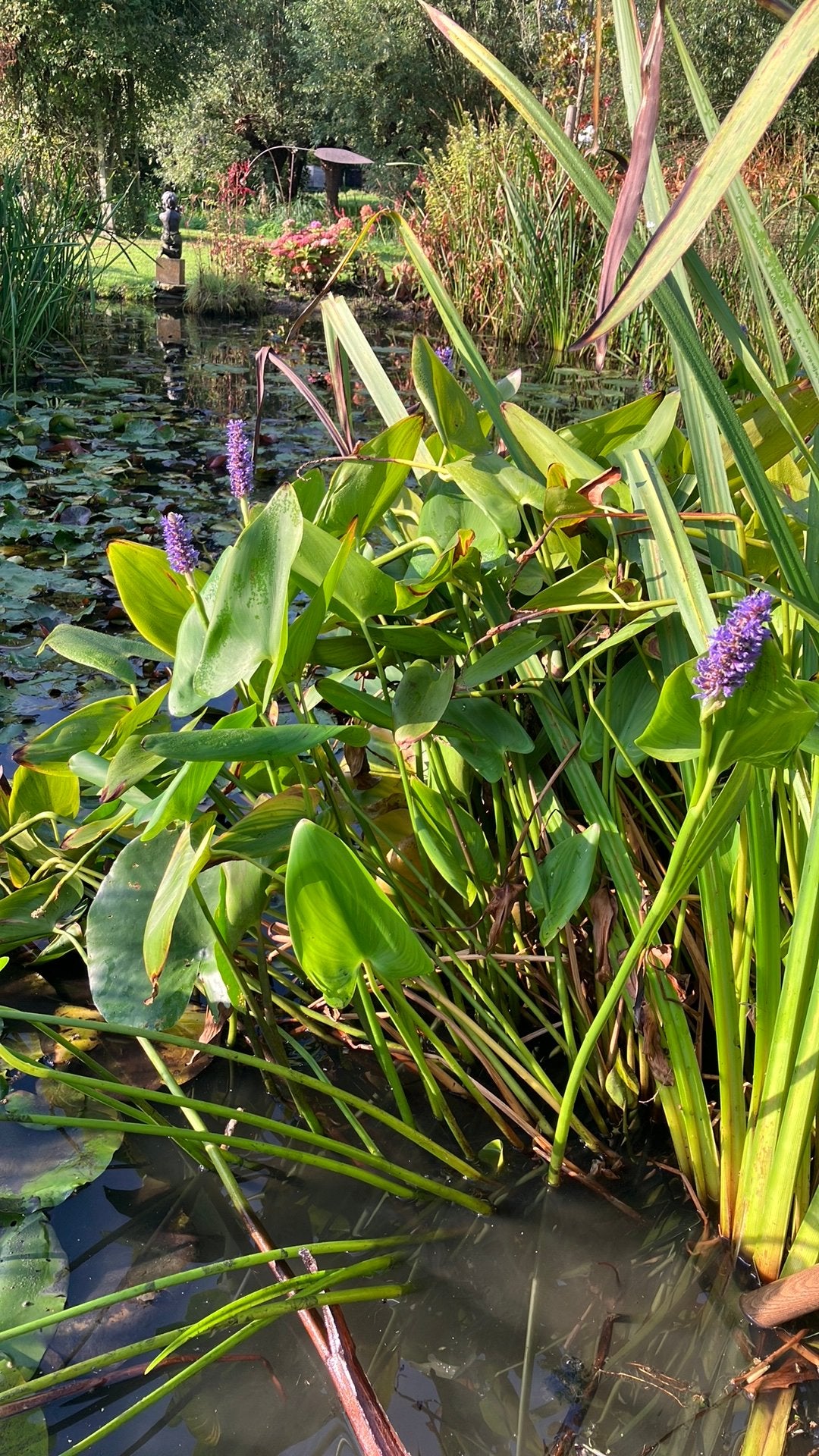 Snoekkruid vijverplanten, Tuin en Terras, Ophalen, Zo goed als nieuw