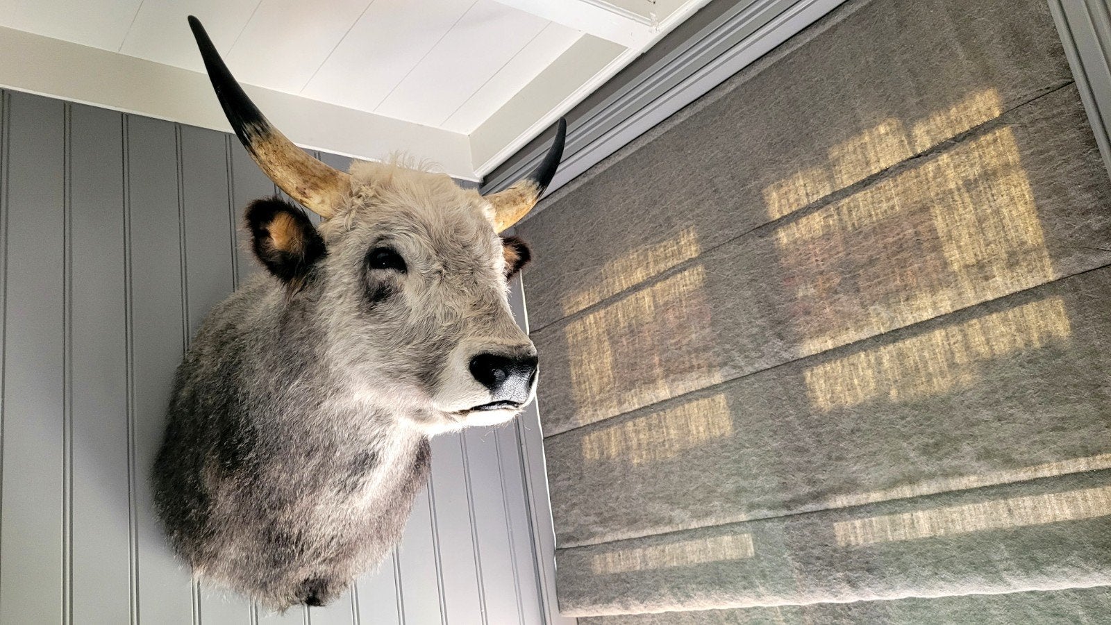 Nieuw Opgezette Stepperund - Taxidermie Koe. Opgezet dier, Verzamelen, Ophalen, Nieuw, Boerderijdier, Opgezet dier