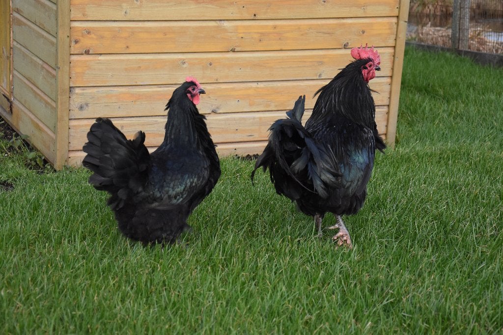 Australorp groot | Passend advies kippen | rustige kippen, Dieren en Toebehoren, Pluimvee, Vrouwelijk, Kip
