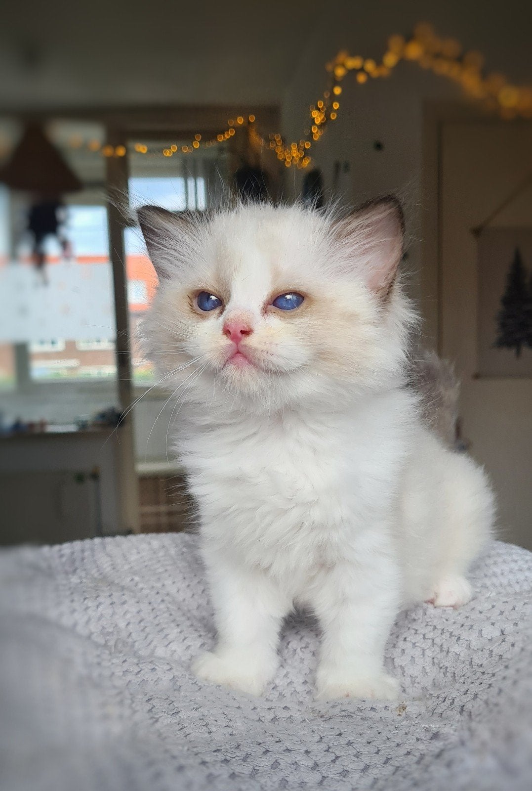 Lieve Ragdoll kittens met stamboom, Dieren en Toebehoren, Katten en Kittens | Raskatten | Langhaar, Meerdere dieren, Met stamboom