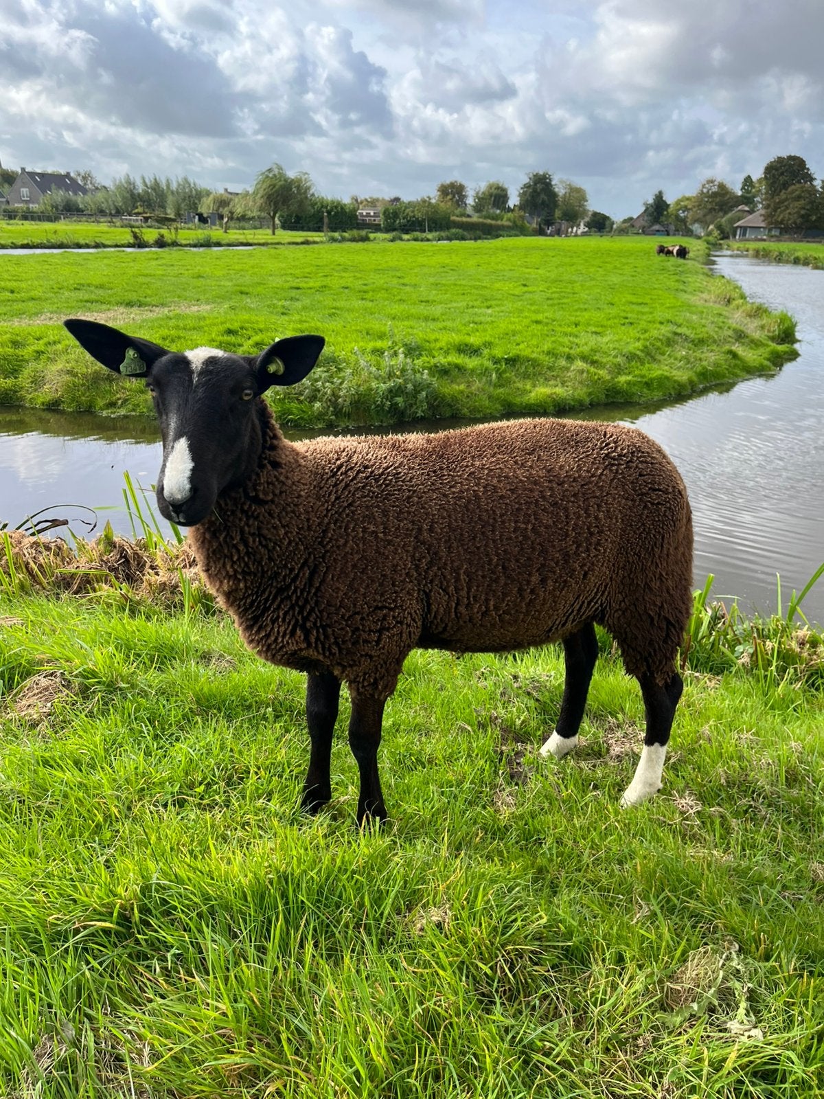 Zwartbles NZS Register Ooilam nierfalenvrij, Vrouwelijk, Schaap