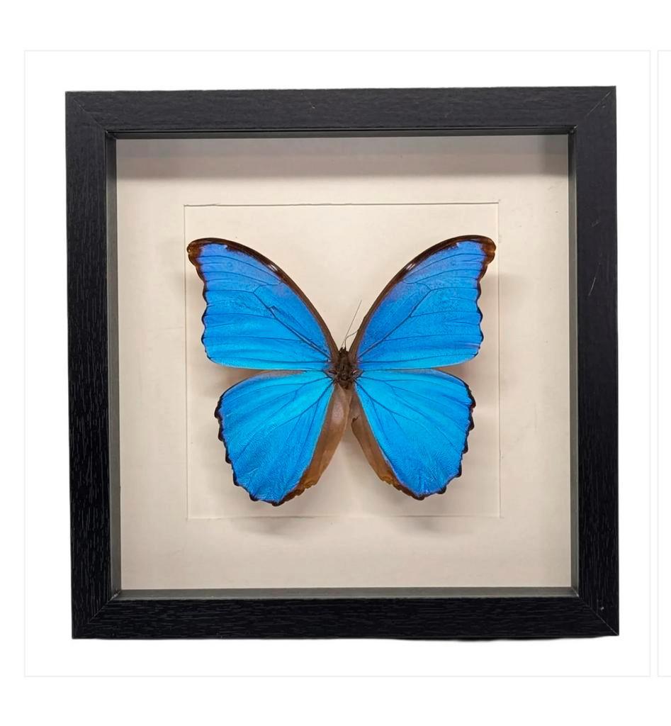 Morpho Didius in lijst 25x25 cm