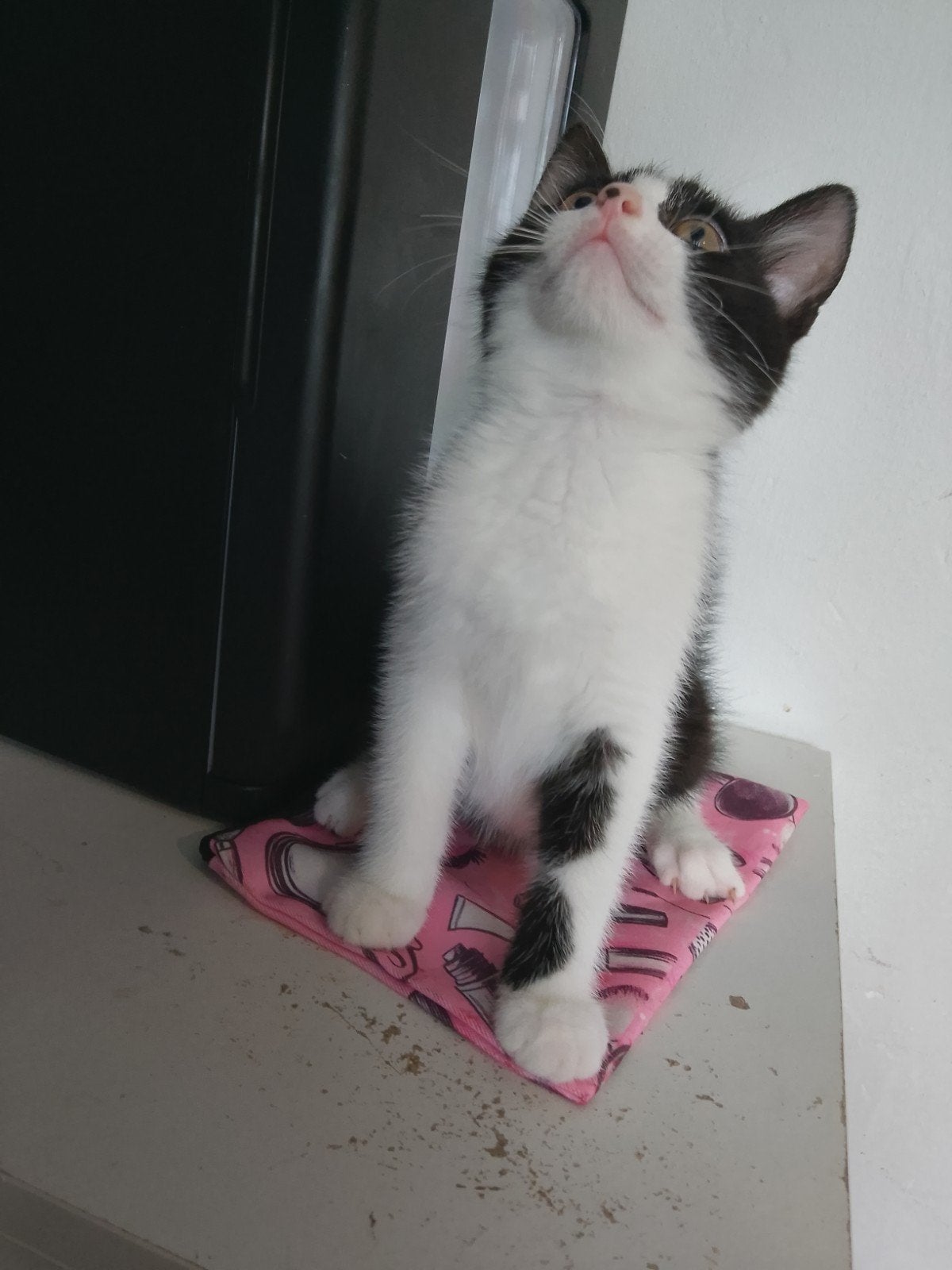 Kitten 10 weken, Poes