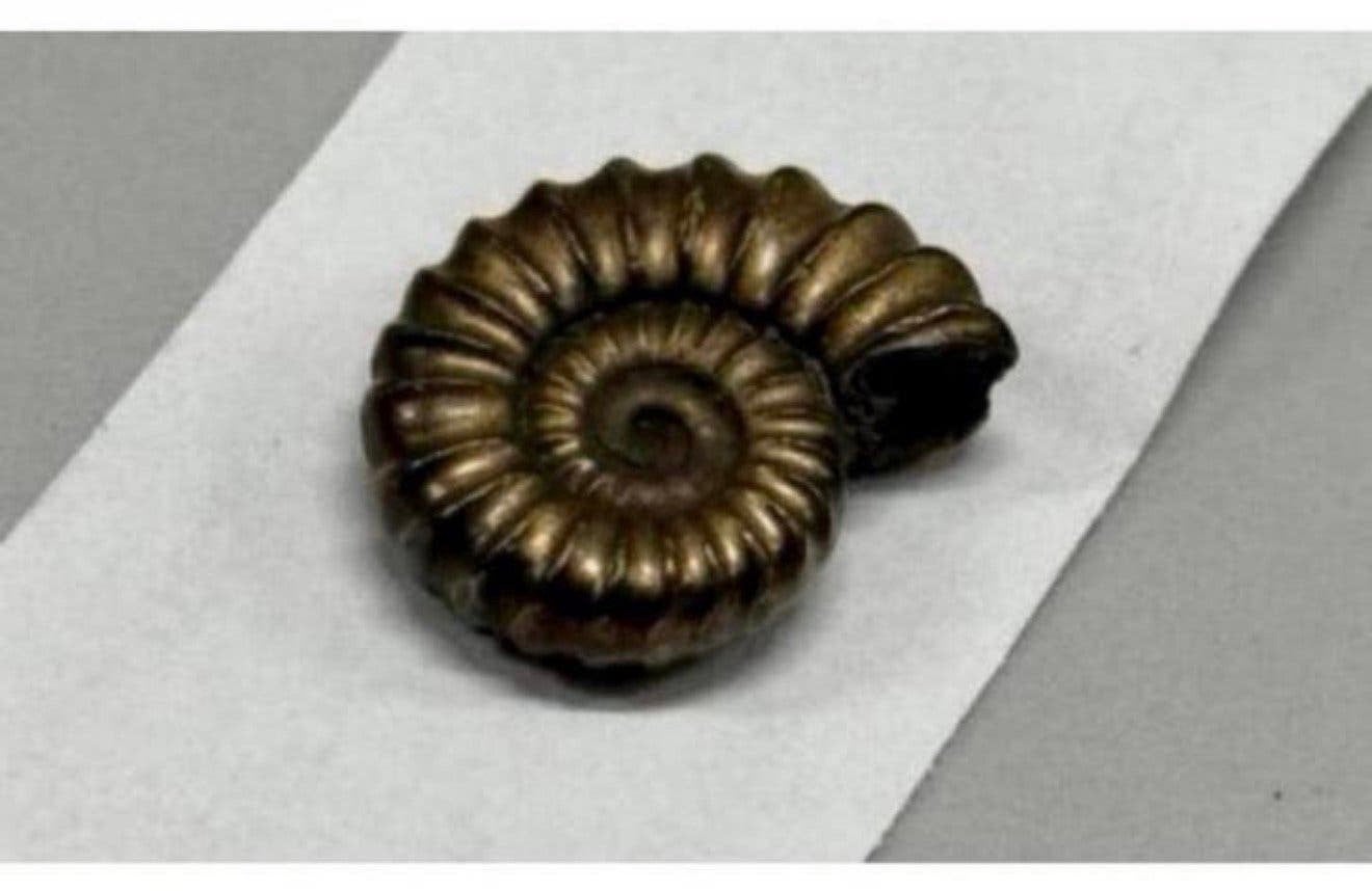 Iron pyrite ammonite fossil - Fossiel 196 miljoen jaar oud, Verzamelen, Ophalen of Verzenden, Fossiel