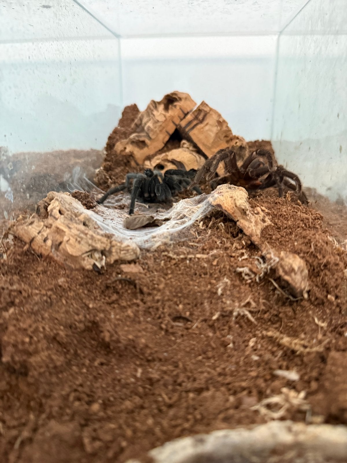 Grammostola pulchra, Dieren en Toebehoren