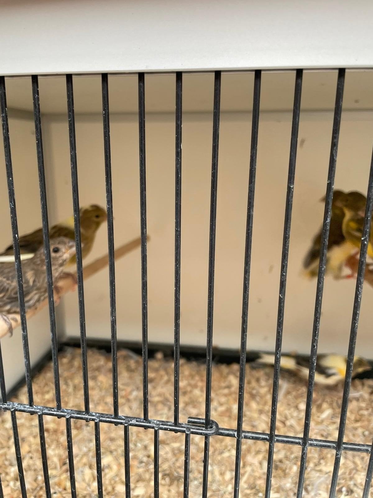 kanaries, Dieren en Toebehoren, Vogels | Kanaries, Meerdere dieren, Kleurkanarie